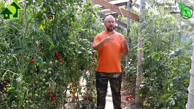 ЗАЧЕМ НАМ СТОЛЬКО СОРТОВ ТОМАТОВ? А вот зачем! Много растил и растить буду! смотреть онлайн