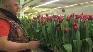 Выгонка тюльпанов. Часть 2