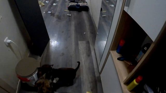 погром квартиры собаками, жесть какая то #любимцы #dog