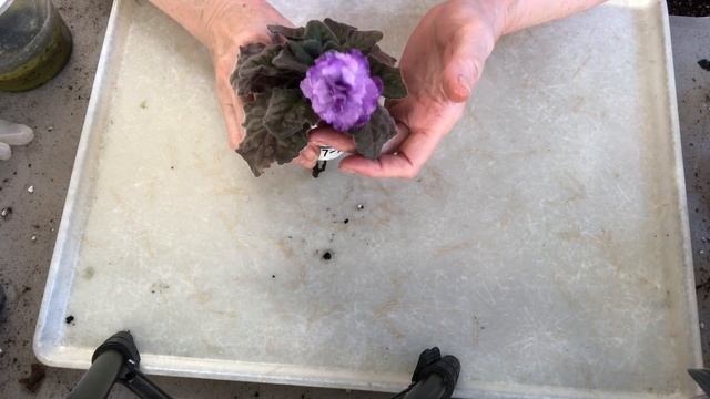 AFRICAN VIOLETS. Blooming plants! Types review. смотреть онлайн