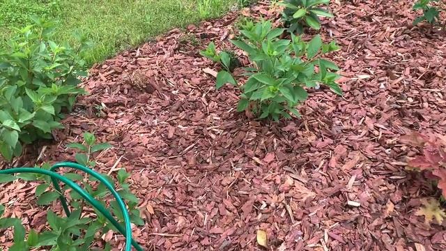 Как мульчировать КОРОЙ. Какие материалы лучше? Ответы на вопросы смотреть онлайн