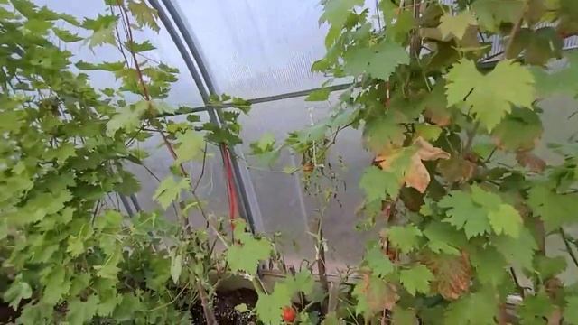 Виноград в Ленинградской области на 4 сентября 2022 года 2 часть. смотреть онлайн