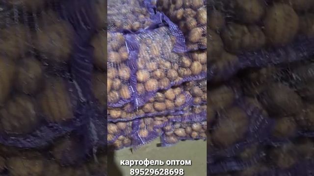 Картофель Гала оптом Брянская область урожай 2021 смотреть онлайн