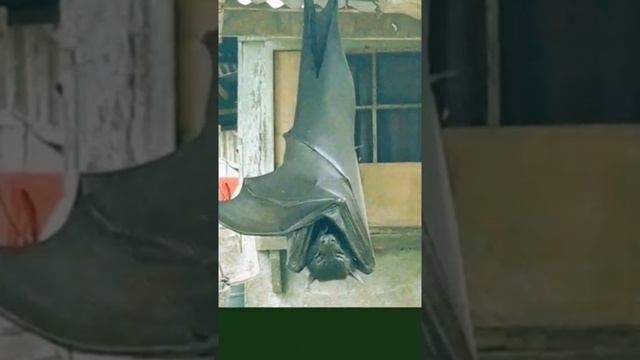 АНОМАЛЬНО БОЛЬШАЯ ЛЕТУЧАЯ МЫШЬ НАЙДЕН НА ФИЛИППИНАХ смотреть онлайн