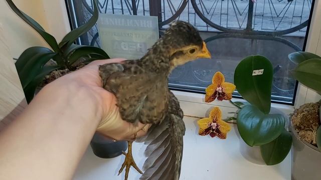 От вылупления до 1месяца жизни/ полное перевоплощение цыплят от пуха до перьев/ порода Легбар смотреть онлайн