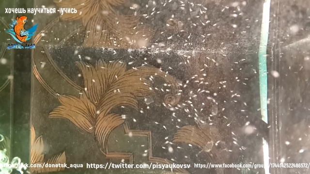 Тетра Шольца, хемиграмус шольца, Hemigrammus Scholzei Ahl, как отнерестить рыбку