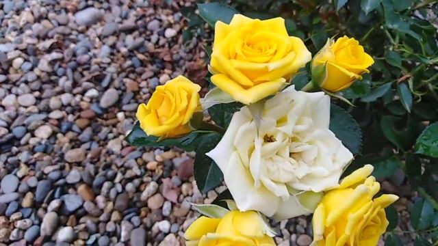 Желтая бордюрная роза. Сорт неизвестен, но очень хочется узнать смотреть онлайн