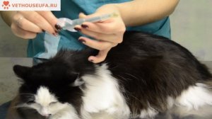 Как дать таблетку кошке при помощи таблеткодавателя