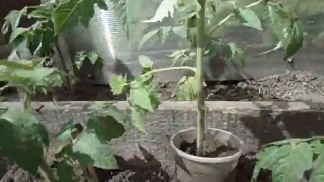 ВЫСАЖИВАЮ ТОМАТ ПЕТРУША ОГОРОДНИК В ОТКРЫТЫЙ ГРУНТ Видео Ольги Черновой 8 мая смотреть онлайн