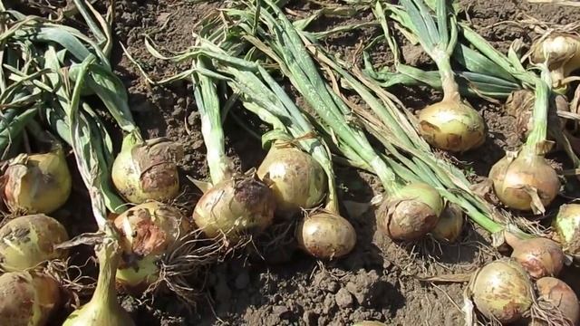 Сколько можно сушить лук после уборки на грядке и другие секреты #деревенскиебудни#уборкалука смотреть онлайн