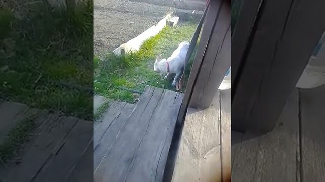 Соня ест капусту смотреть онлайн