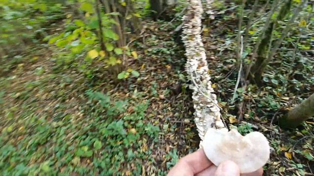 Грибы в РАЙАР и мини экскурсия по окрестностям смотреть онлайн