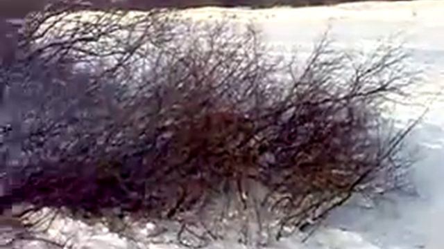 Пушкарь Сураж смотреть онлайн