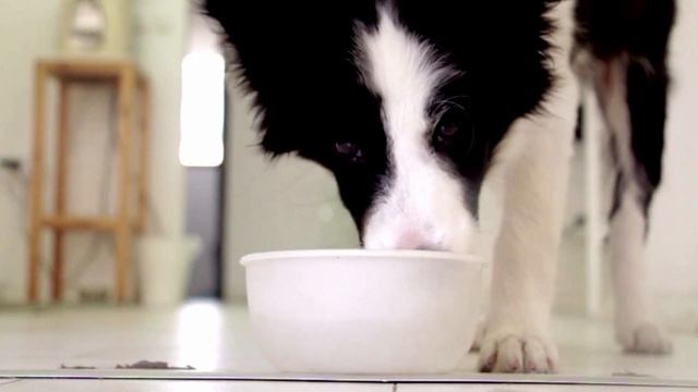 Cutest pets ever#cat #dog #pets смотреть онлайн