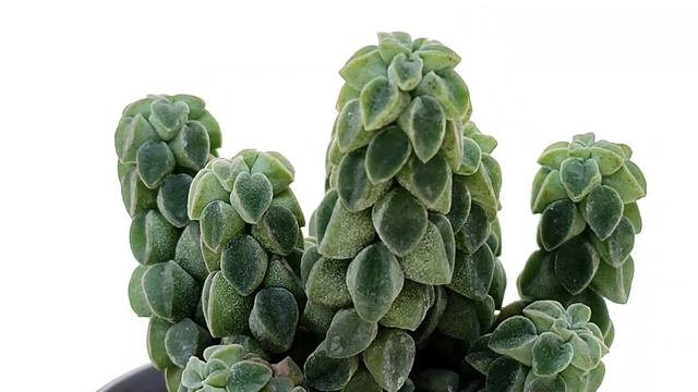 Peperomia Columella