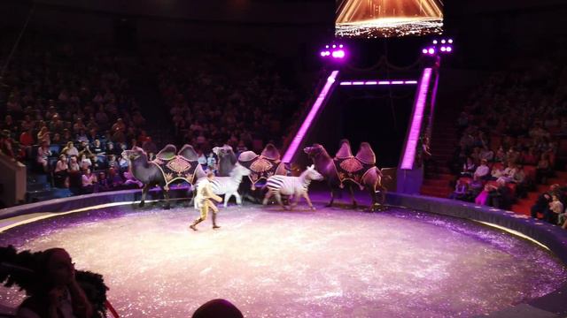 ЦИРК и Новогоднее шоу! Много животных , бесподобные трюки и веселье. #цирк #circus #животные #смешн смотреть онлайн