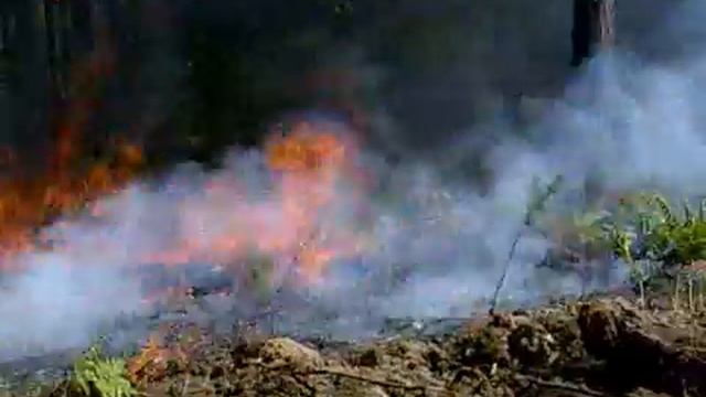 Лесной Пожар 2010 год смотреть онлайн