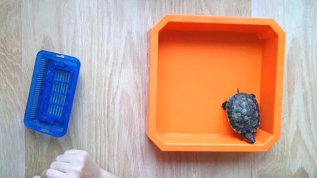 Как выросла черепашка за 7 месяцев смотреть онлайн