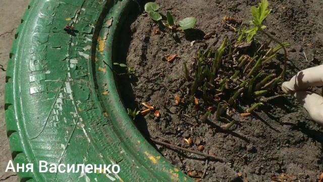 Как очистить хосту после зимовки смотреть онлайн