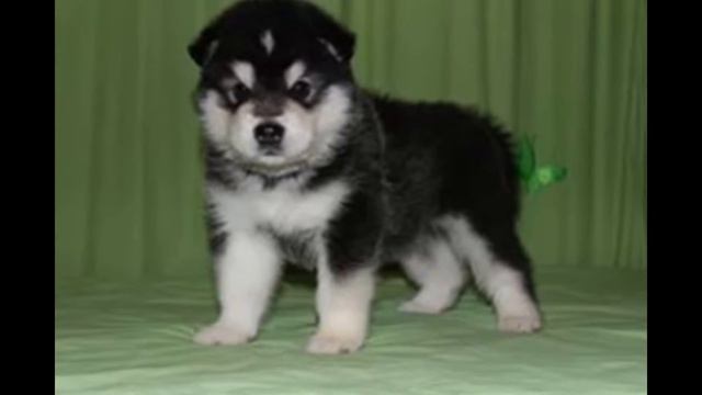 Щенята милые Щенята)))) смотреть онлайн