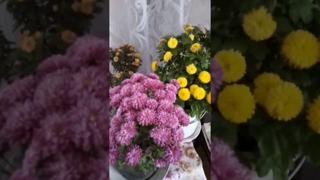 мои хризантемы смотреть онлайн