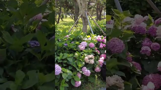 22년 7월초 직찍 해운대송림 수국 смотреть онлайн