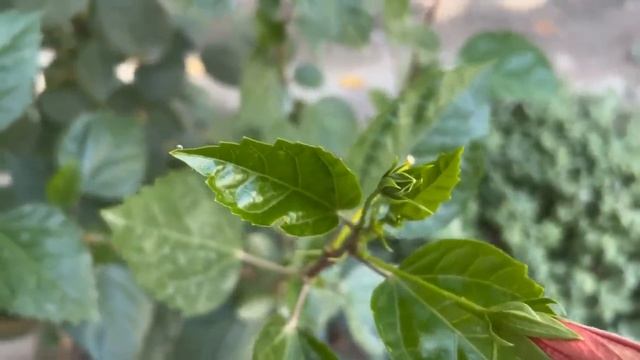 Красивые цветы смотреть онлайн