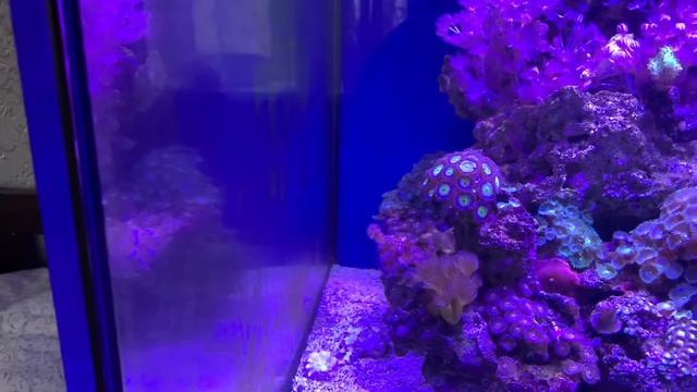 Купил Единорога- акреихта щетинохвостого (Acreichthys tomentosus) смотреть онлайн