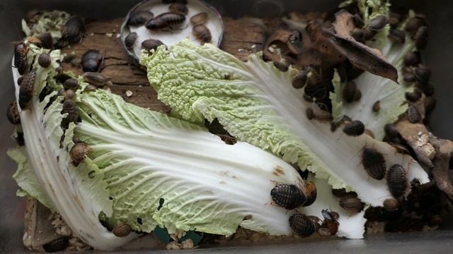 #тараканы Blaptica dubia (блаптика дубия) колония #аргентинскийтаракан кормовой объект для рептили смотреть онлайн