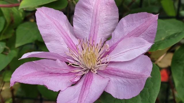 Весеннее настроение! Погода на юге России! смотреть онлайн