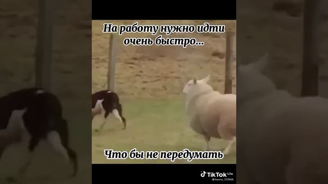 На работу нужно идти очень быстро... Чтоб не передумать (TikTok Lite)