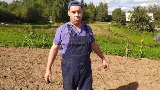 Копаем картофель, сорт Скарб. We dig potatoes. смотреть онлайн