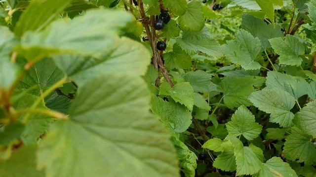 чёрная смородина. собираю и варю варенье пятиминутка смотреть онлайн