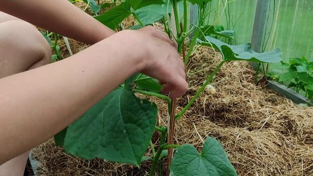 Формировка огурца кураж смотреть онлайн