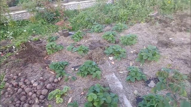 Пробуем тыкву! Урожай морковки и свеклы) смотреть онлайн