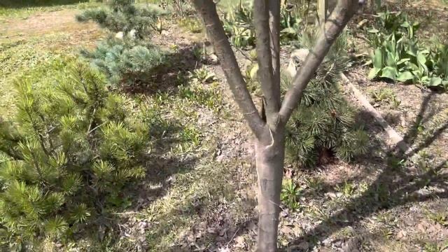 Моя любимая дача 22 апреля 2023.Клумба с лилиями.Удобрила чеснок и лилии❤️Моя Хупси❤️Навожу порядок смотреть онлайн