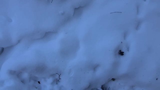 NEW!!! Охота на соболя. Отличная проверка в этом году #СОБОЛЬ смотреть онлайн