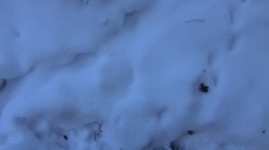 NEW!!! Охота на соболя. Отличная проверка в этом году #СОБОЛЬ