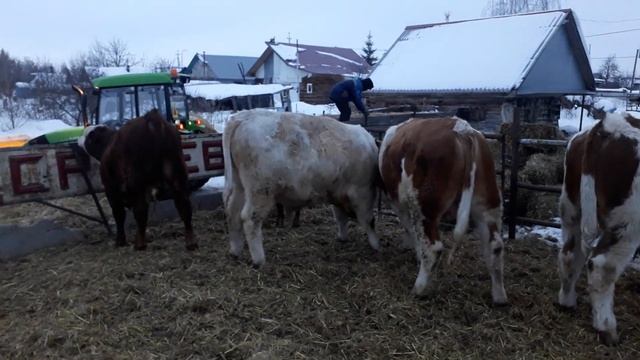 Бычки на откорме . Симменталы . смотреть онлайн