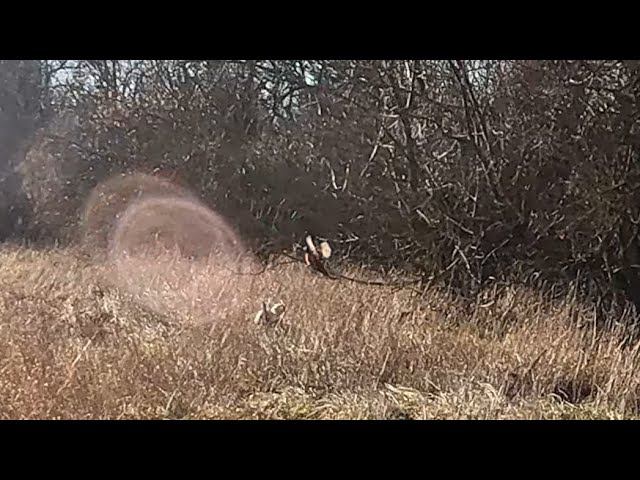 Январский фазан в посадках и как я его мазал)) смотреть онлайн