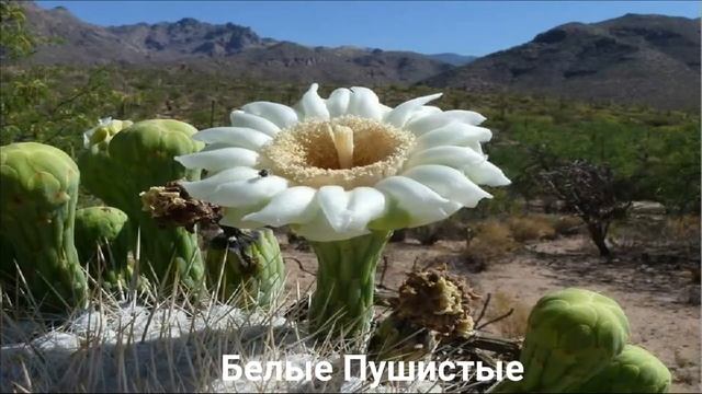 ЧТО ЗА ЦВЕТЫ? Интересные факты/ОТВЕТЫ на ваши ВОПРОСЫ??? смотреть онлайн