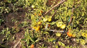 ОБЗОР #ТОМАТОВ#СИБИРСКИЙ СКОРОСПЕЛЫЙ