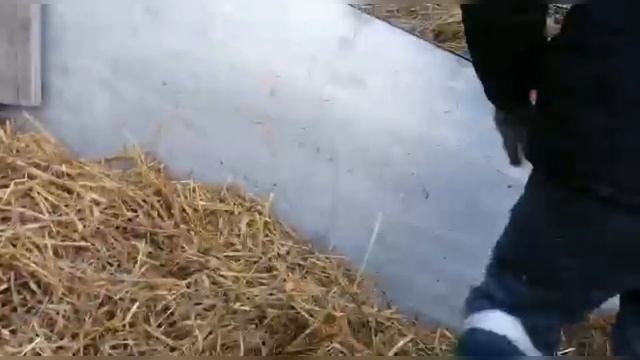 Жизнь дальнобойщика//перевозка коров//Из Смоленской области в Самарскую область смотреть онлайн