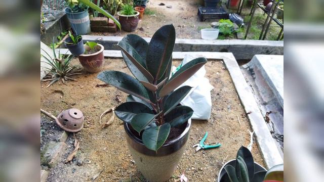 Planting & repotting the Ficus Elastica Burgundy 🌿 смотреть онлайн