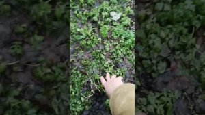 ну и погода?