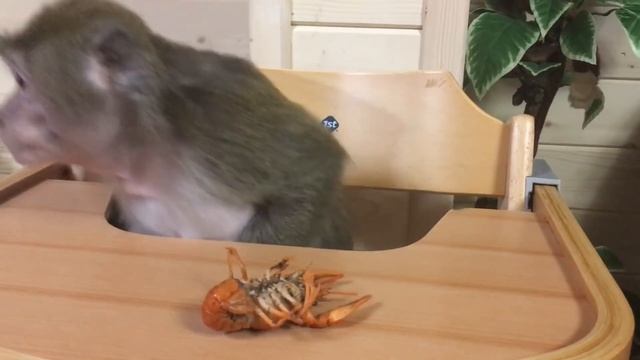 Театр одного актёра Маша и рак смотреть онлайн