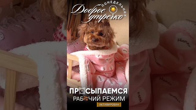 Понедельник смотреть онлайн