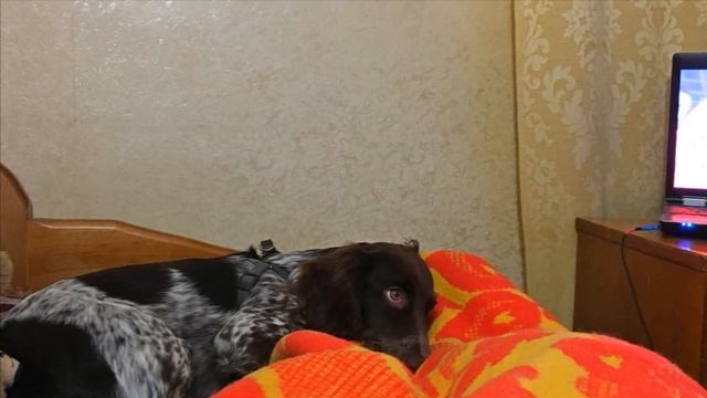 ЖИЗНЬ, КАК ОНА ЕСТЬ. НЕВЗИРАЯ НИ НА ЧТО ЛЮБИМАЯ СОБАКА, ХЛЕБ НА СТОЛЕ, ПУТЕШЕСТВИЕ смотреть онлайн