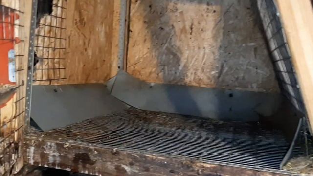 Пушистая свадьба у Кроликов. Новые кролики покрыты. Пуховый кролик. смотреть онлайн