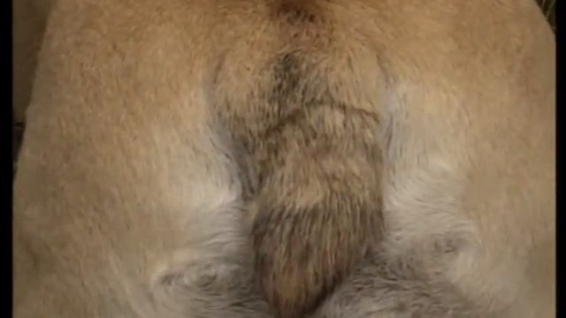 Английский бульдог.avi смотреть онлайн